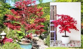 How To Grow Japanese Maples Golden