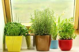 How To Plant And Grow Herbs Indoors