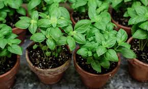 10 Companion Herbs To Plant In Your Garden 1 Million Women