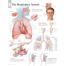 Respiratory System Chart