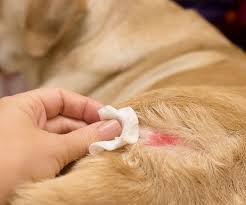 pyoderma in dogs what every owner