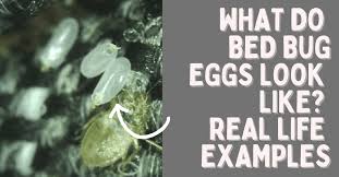 what do bed bug eggs look like a