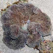 giant carpet anemone stictyla