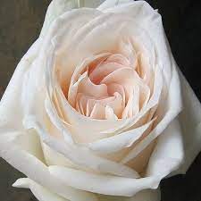 Blush White O Hara Garden Rose
