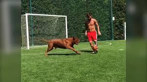 We did not find results for: Lionel Messi Plays Football With His Pet Dog Hulk Youtube