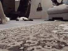 cat carpet gif cat carpet drag