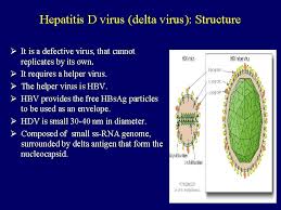 The delta variant was first detected in india and is a. Viral Hepatitis Blood Born Hepatitis Dr Mona Badr