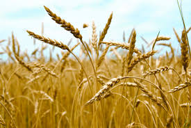 Image result for image of wheat