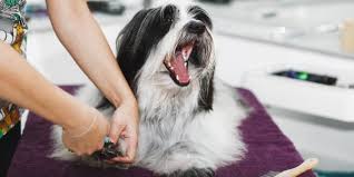 how to get your dog used to nail trims
