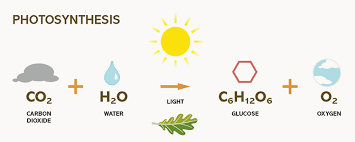 photosynthesis chemical equation