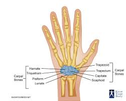 In the hand proper a total of 13 bones form part of the wrist: Carpal Bones Wrist Bones Anatomy Structure And Faqs