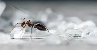 how to get rid of sugar ants new leaf