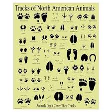 Small Animal Tracks By Beartracker Science Ideas Animal