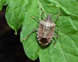 stink bug control how to get rid of