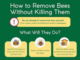how to relocate bees without killing them