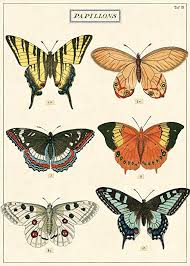 Amazon Com Cavallini Co Butterfly Chart Decorative Paper