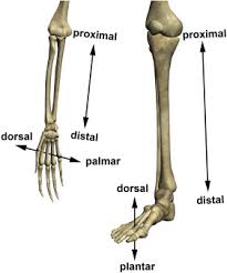 standard anatomical position an