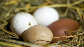 Can you eat an egg right after its laid?
