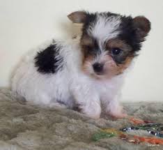 If the pup is squeezed hard or hugged too tightly, the puppy can die. Akc Parti Yorkie Puppies 6 Weeks Old Yorkshire Terrier For Sale In Kingsley Field Oregon Classified Americanlisted Com