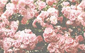 Hoontoidly Roses Tumblr Background Quotes Images