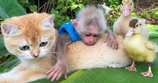 rescued indonesian monkey makes friends