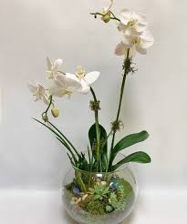 orchid succulent terrarium plant