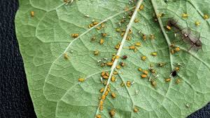how you can stop aphids by