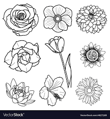 blossom flowers royalty free vector image