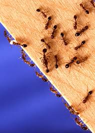 Garden Bed Fire Ants Can Put A Stinging