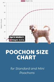 poochon size chart weight calculator