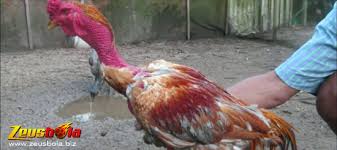 Sabung ayam sv388 adalah permainan sabung ayam dari seluruh asia dan di siarkan secara online. Sejarah Dan Kelebihan Sabung Ayam Saigon Vietnam Zeusbola