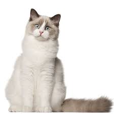 Learn about the veterinary topic of description and physical characteristics of cats. Ragdoll Cat Personality Temperament And Lifespan Petplan