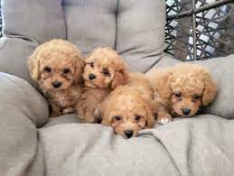 toy poodle in perth region wa dogs