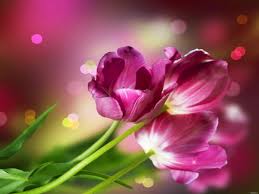 delicate beautiful tulips 1080p