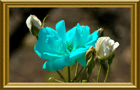 blue rose photos free 7 281