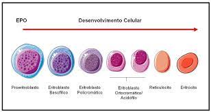 UNIVERSIDADE FEDERAL DE SÃO CARLOS CENTRO DE CIÊNCIAS BIOLÓGICAS E DA SAUDE  DEPARTAMENTO DE GENÉTICA E EVOLUÇÃO KAREN SIMO