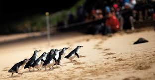 penguin parade phillip island book