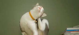 allergies in cats causes symptoms