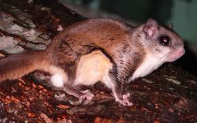 Southern Flying Squirrel Wikipedia