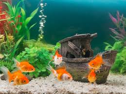 goldfish tank size guide vet reviewed