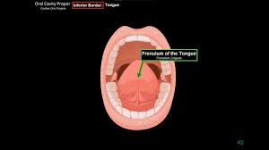 tongue cavity anatomy