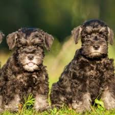 miniature schnauzer puppies