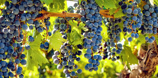 Grape Guide: Cabernet Franc