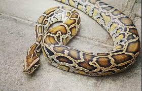 burmese python complete guide for these