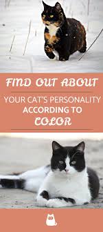 The c gene codes for the enzyme tyrosinase, the first step in pigment production. What Does A Cat S Color Say About Its Personality In 2020 Cat Personalities Cat Colors Cat Facts
