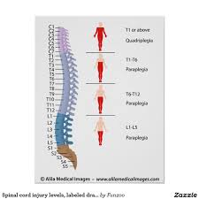 spinal cord injury levels labeled
