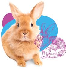 (i've owned all these plus dogs, cats, hamsters, and a rabbit growing up so i know what goes into care for. Expert Rabbit Vet Clinic In Perth Melbourne