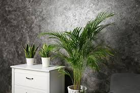 Low Light Plants That Grow In The Dark