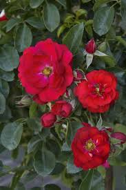 flower carpet scarlet groundcover rose