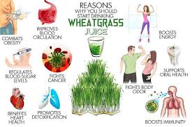 wheatgr benefits